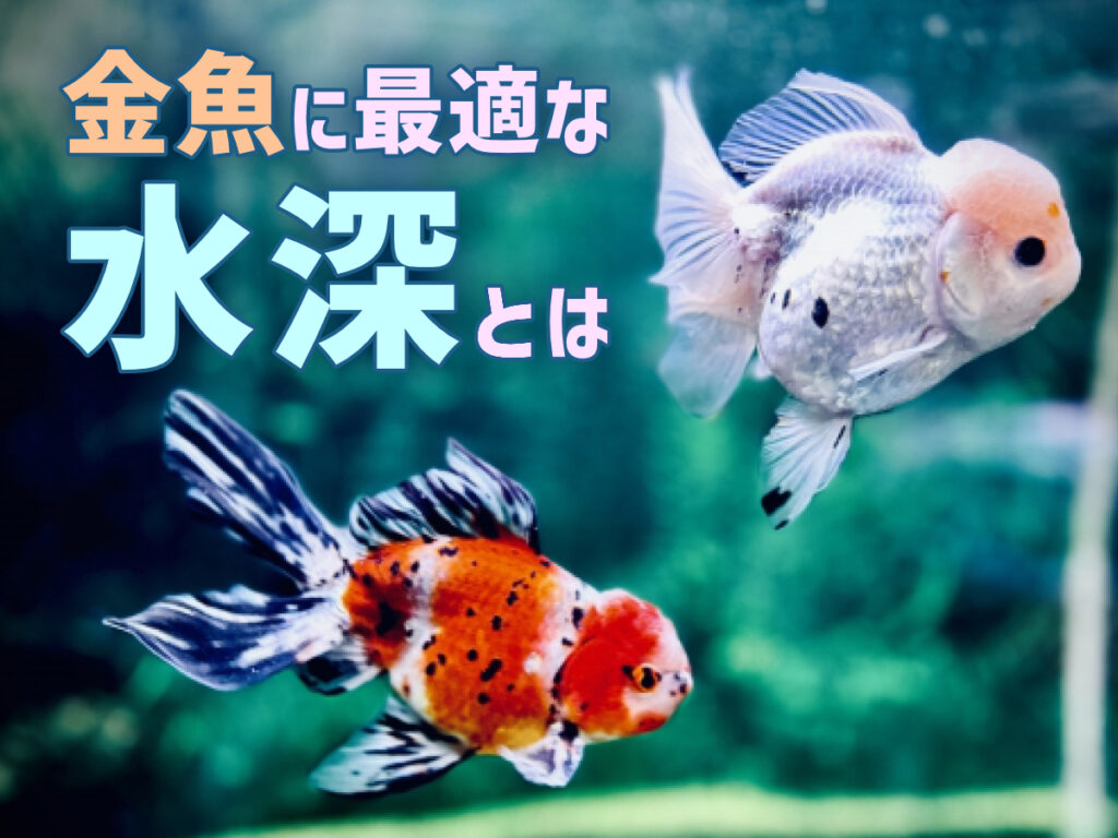 金魚に最適な水深は何センチ？水深が苦手な品種や浅い水槽のメリットのサムネイル画像