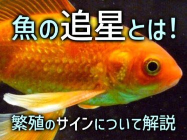 魚の追星とは！金魚やコイ、川魚の成熟・繁殖のサインと対処法も解説！