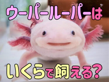 ウーパールーパーはいくらで飼える？初期費用から購入場所まで紹介！