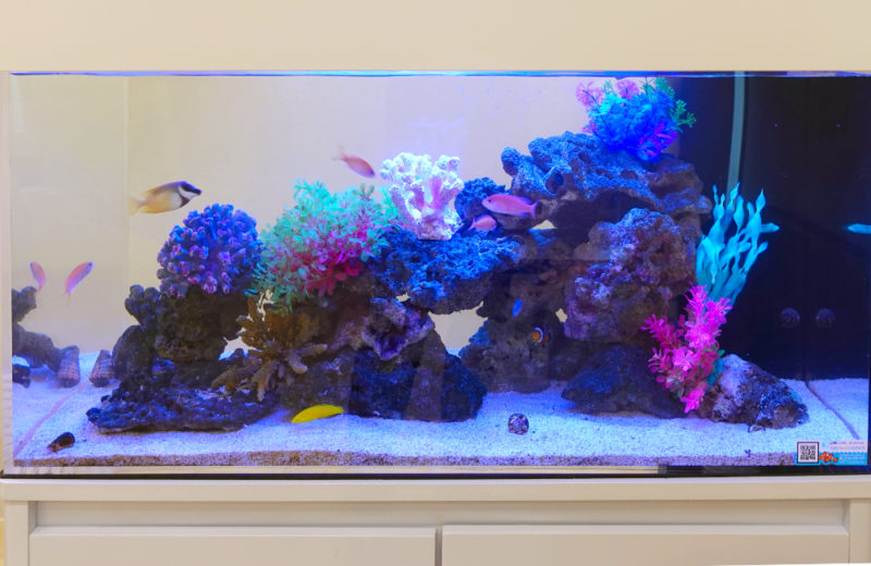 クリニックの90cm水槽！海水アクアリウムのレンタルについて 水槽画像３