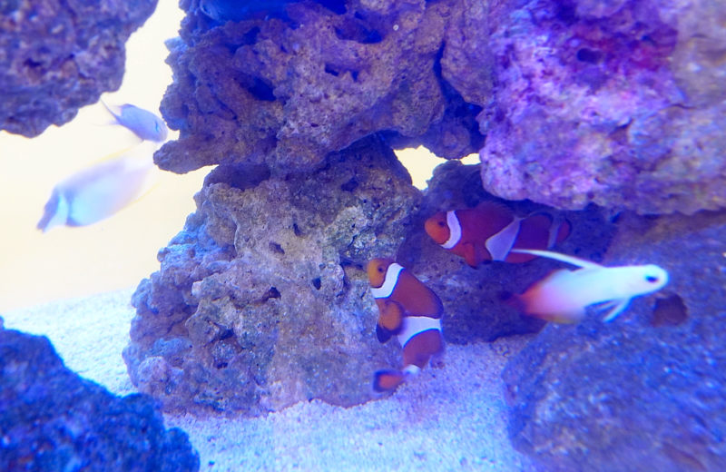 クリニックの90cm水槽！海水アクアリウムのレンタルについて 水槽画像４