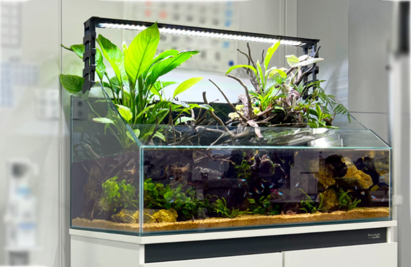 オフィスのアクアテラリウムをサイズアップ！90cm水槽に入れ替えました 水槽画像２