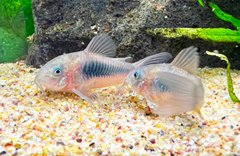 オフィスのアクアテラリウムをサイズアップ！90cm水槽に入れ替えました 水槽画像４