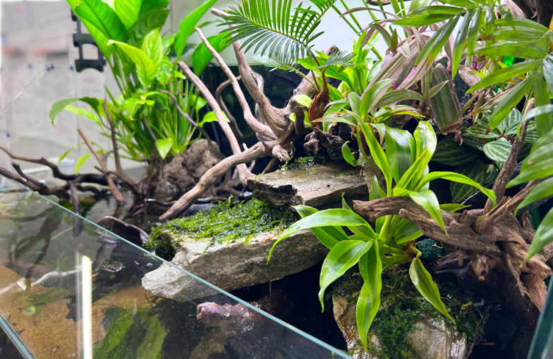 オフィスのアクアテラリウムをサイズアップ！90cm水槽に入れ替えました 水槽画像３
