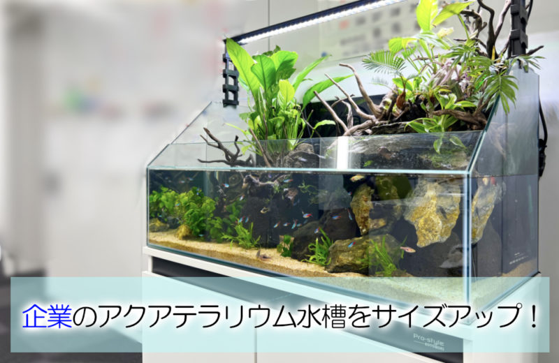 オフィスのアクアテラリウムをサイズアップ！90cm水槽に入れ替えました 水槽画像１