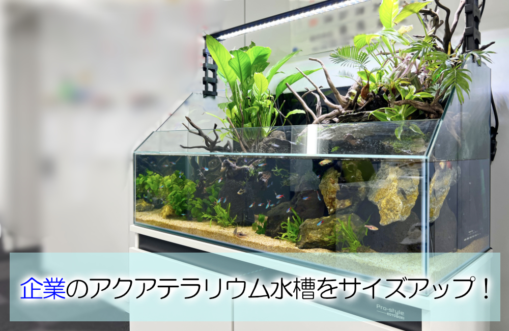 オフィスのアクアテラリウムをサイズアップ！90cm水槽に入れ替えました メイン画像