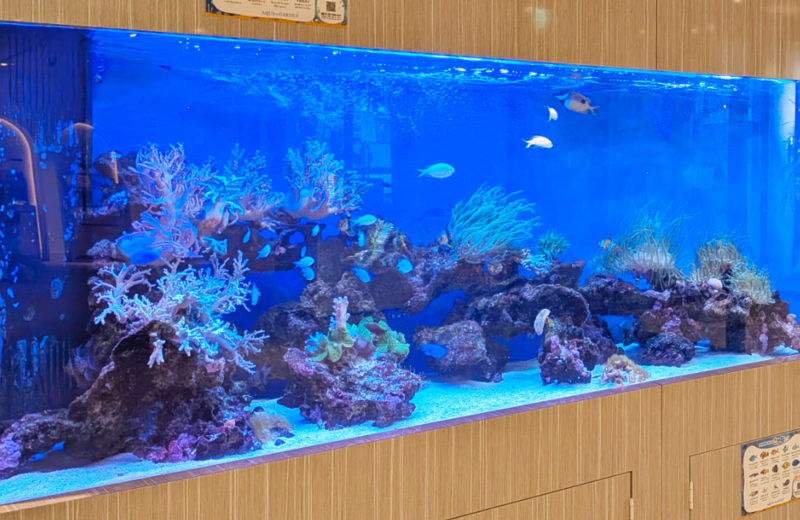 3.5ｍサンゴ水槽のその後！ホテルフローラ船橋様のリース水槽を管理！ 水槽画像４