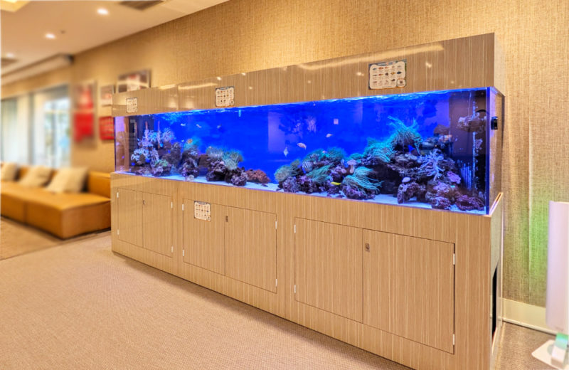 3.5ｍサンゴ水槽のその後！ホテルフローラ船橋様のリース水槽を管理！ 水槽画像５