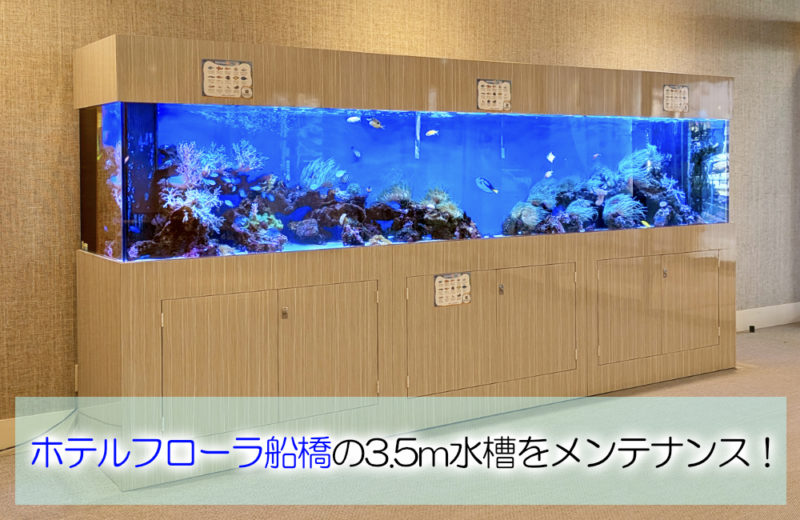 3.5mサンゴ水槽のその後!ホテルフローラ船橋様のリース水槽を管理!サムネイル