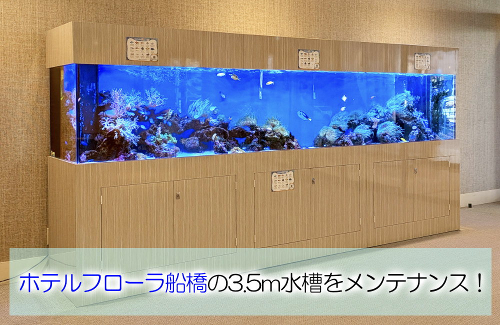 3.5ｍサンゴ水槽のその後！ホテルフローラ船橋様のリース水槽を管理！ メイン画像