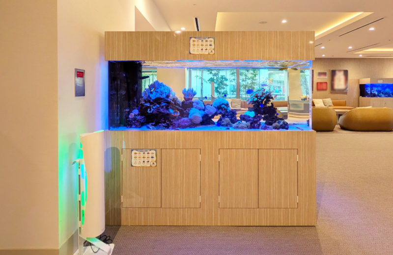 1.7ｍサンゴ水槽のその後！ホテルフローラ船橋様のリース水槽をメンテナンス 水槽画像２