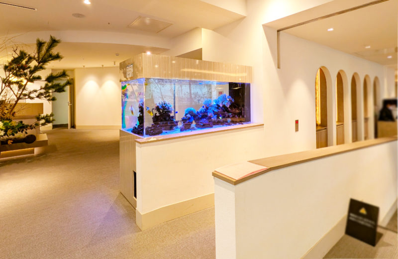 1.7ｍサンゴ水槽のその後！ホテルフローラ船橋様のリース水槽をメンテナンス 水槽画像３