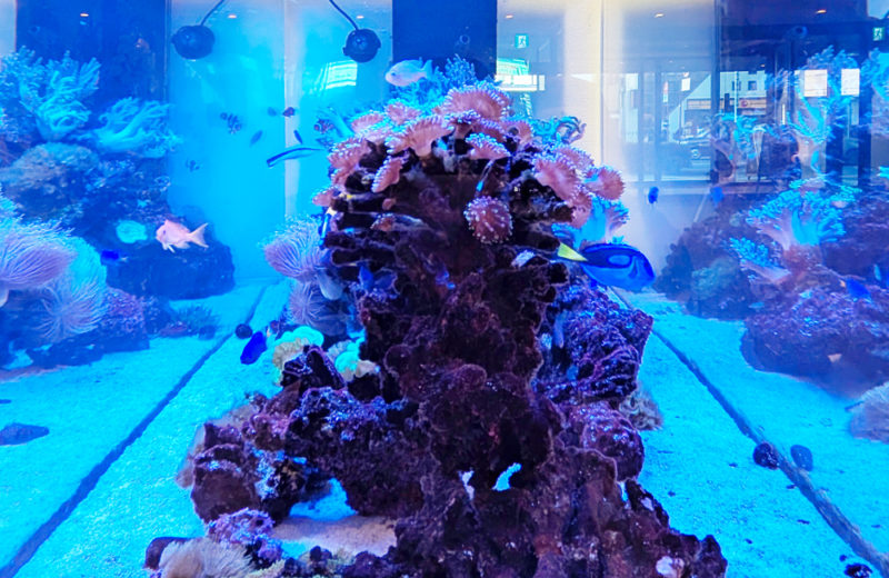 1.7ｍサンゴ水槽のその後！ホテルフローラ船橋様のリース水槽をメンテナンス 水槽画像５