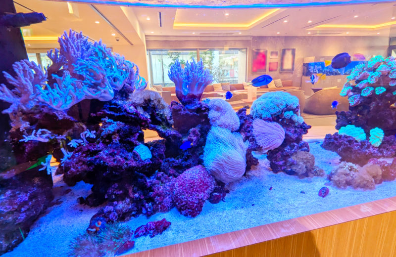 1.7ｍサンゴ水槽のその後！ホテルフローラ船橋様のリース水槽をメンテナンス 水槽画像４