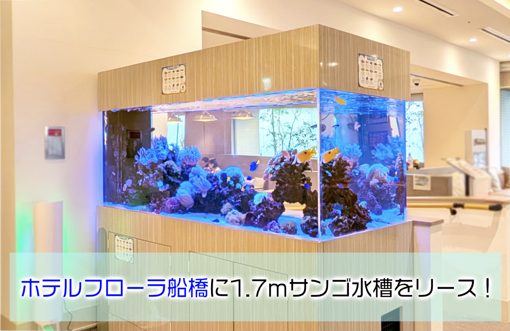 1.7ｍサンゴ水槽のその後！ホテルフローラ船橋様のリース水槽をメンテナンス
