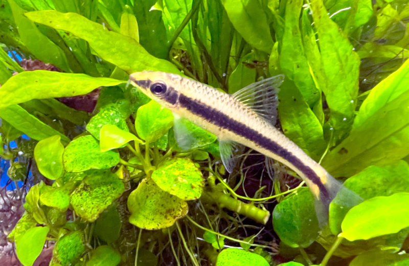 オアシス脳神経クリニックの水槽・その後の様子！45cm淡水魚水槽 水槽画像５