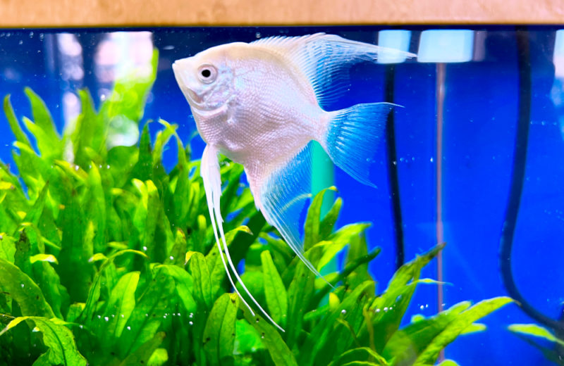 オアシス脳神経クリニックの水槽・その後の様子！45cm淡水魚水槽 水槽画像２