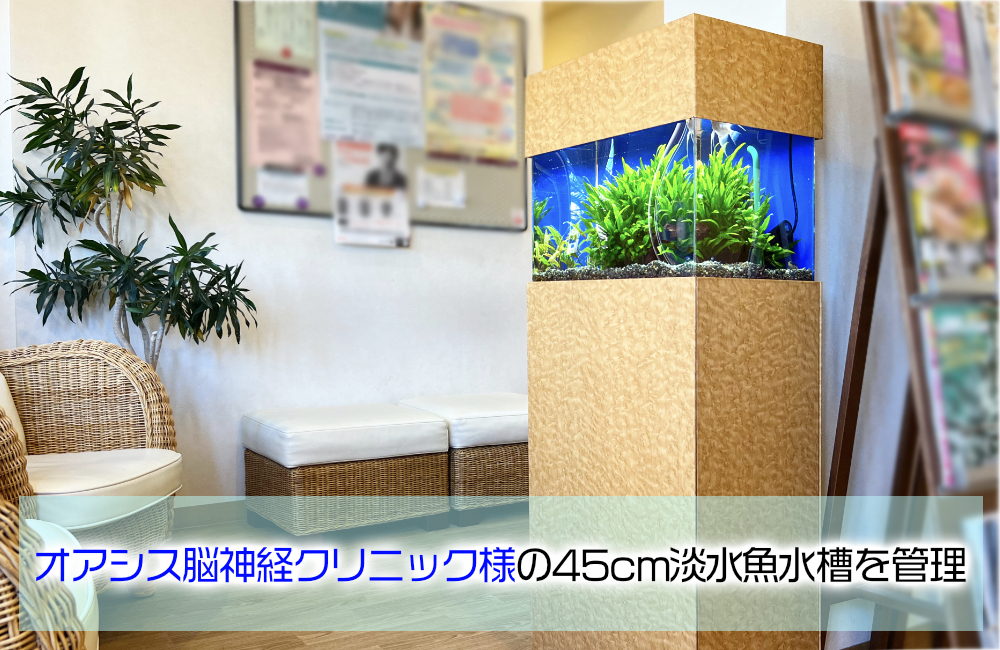 オアシス脳神経クリニックの水槽・その後の様子！45cm淡水魚水槽 メイン画像