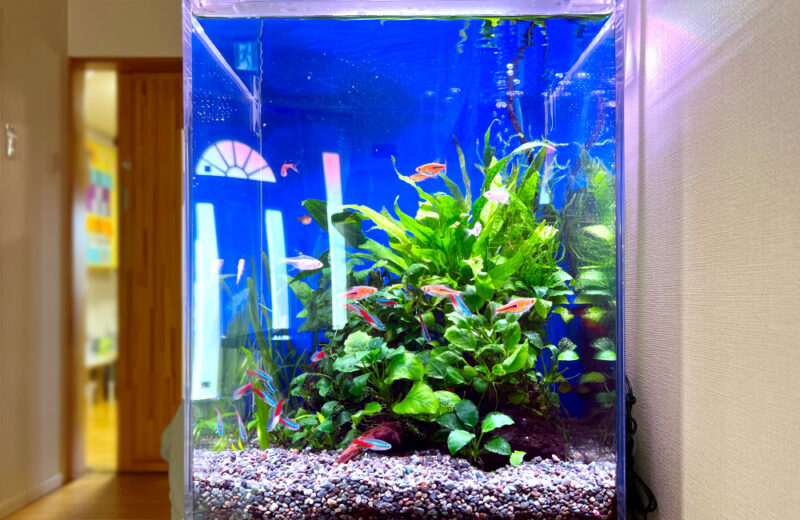 つくし保育園様の30cm小型淡水アクアリウム！水槽レンタルのその後 水槽画像４