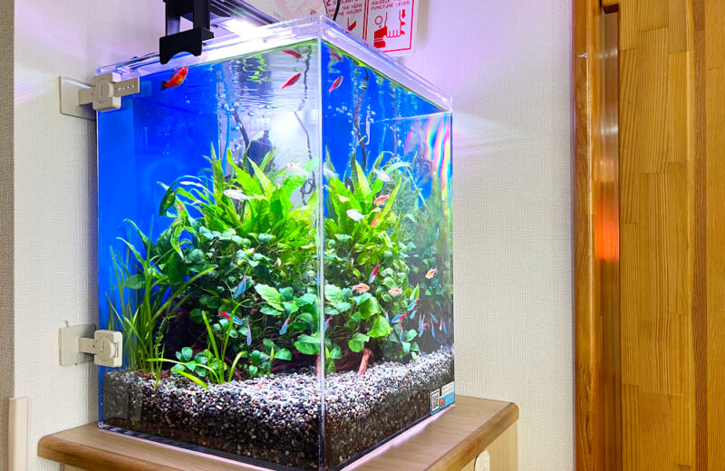 つくし保育園様の30cm小型淡水アクアリウム！水槽レンタルのその後 水槽画像２