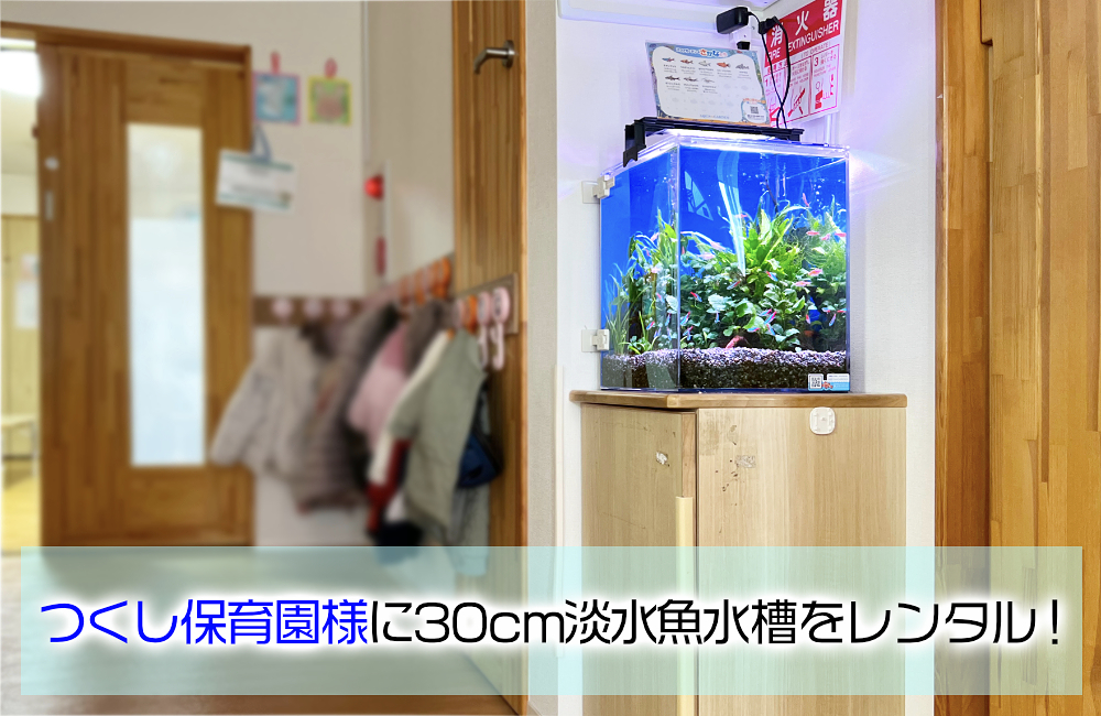 つくし保育園様の30cm小型淡水アクアリウム！水槽レンタルのその後 メイン画像