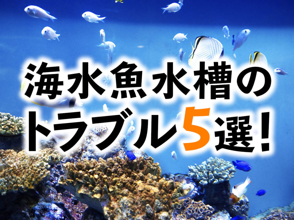 海水水槽のよくあるトラブル5選！レイアウト・病気・設備のお悩みを解説のサムネイル画像