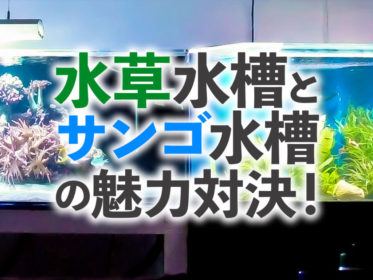 【本格水槽対決】水草水槽とサンゴ水槽！魅力をアクアリスト目線で解説！