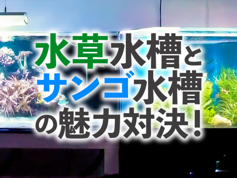 【本格水槽対決】水草水槽とサンゴ水槽!魅力をアクアリスト目線で解説!サムネイル
