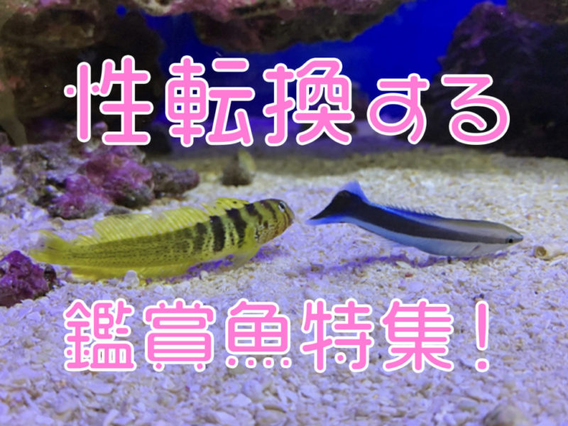 性転換する魚?!オス・メスが変化する観賞魚5種!飼育できる種類を紹介サムネイル