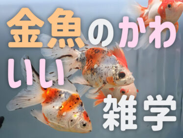 金魚のかわいい雑学10選！習性・行動・鳴き声やアピールなどを紹介