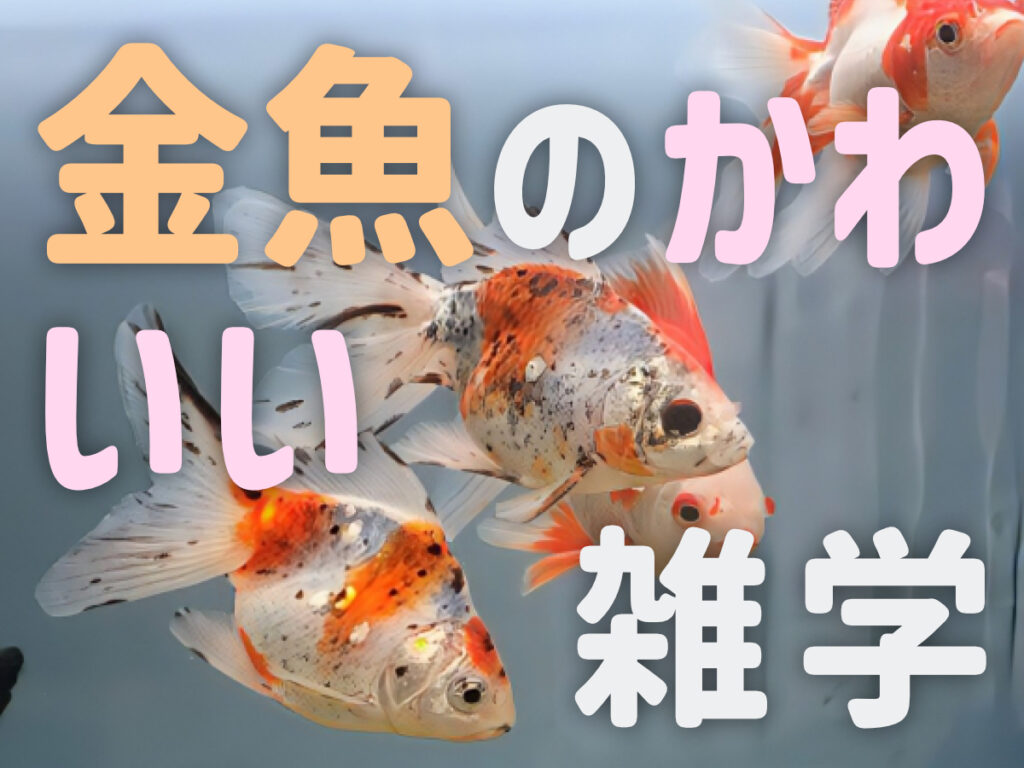 金魚のかわいい雑学10選！習性・行動・鳴き声やアピールなどを紹介のサムネイル画像