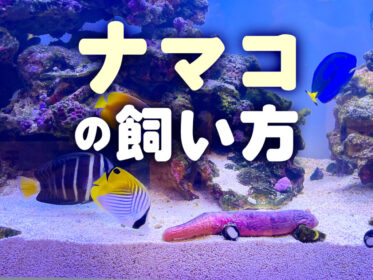 ナマコの飼い方！特徴から水槽飼育のメリット、おすすめナマコ5選