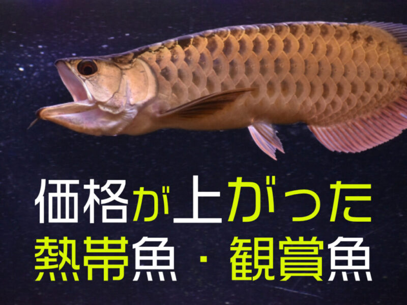 価格が上がった熱帯魚・観賞魚10種！輸入の影響などで値上がりした生体サムネイル