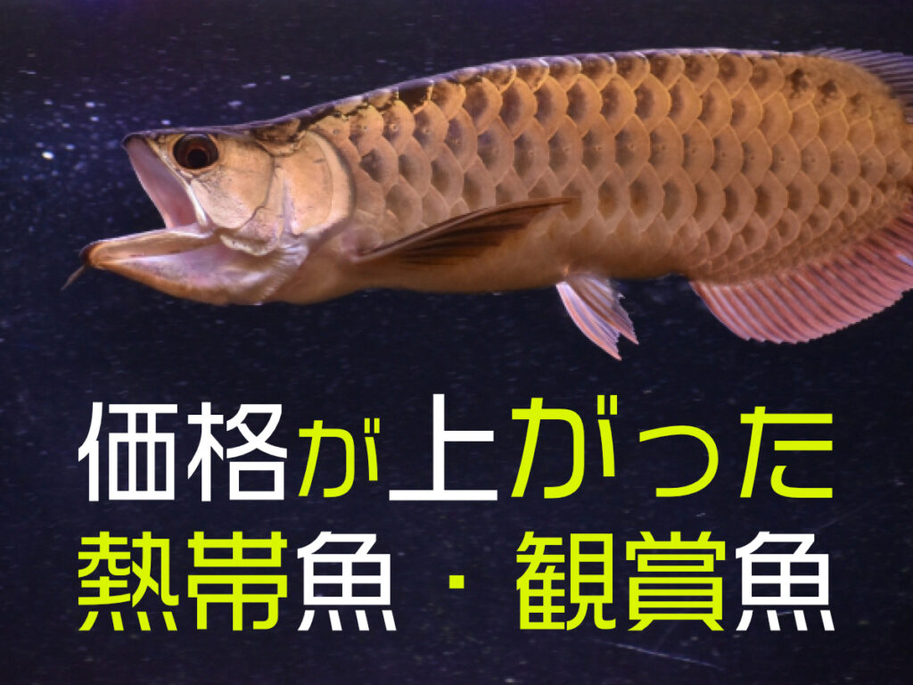 価格が上がった熱帯魚・観賞魚10種！輸入の影響などで値上がりした生体のサムネイル画像