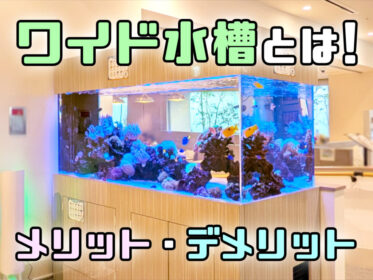 ワイド水槽とは！メリット・デメリットと奥行きを活かした水槽事例