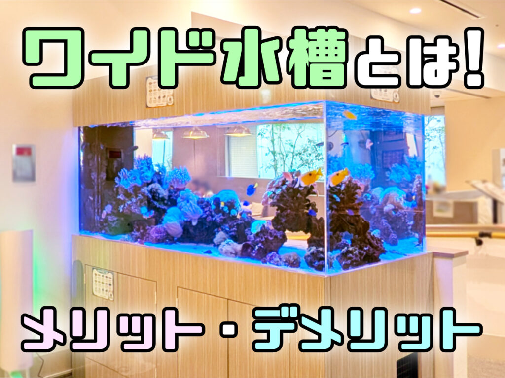 ワイド水槽とは!メリット・デメリットと奥行きを活かした水槽事例のサムネイル画像
