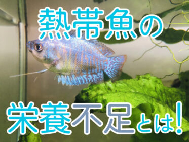 熱帯魚の栄養不足とは！お腹・ヒレ・背骨・体色の症状や解消方法を解説