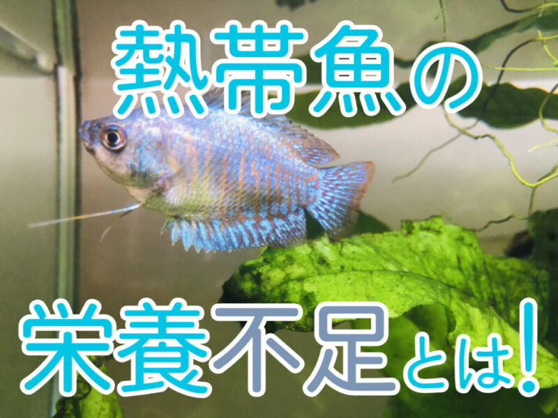 熱帯魚の栄養不足とは!お腹・ヒレ・背骨・体色の症状や解消方法を解説サムネイル