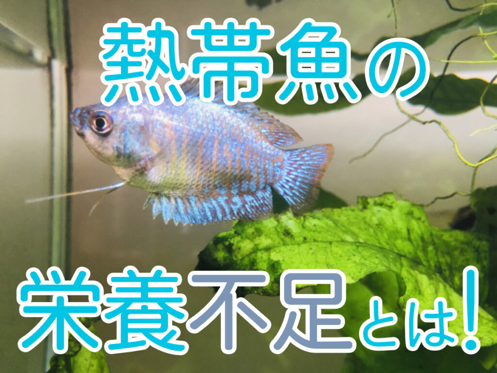 熱帯魚の栄養不足とは！お腹・ヒレ・背骨・体色の症状や解消方法を解説のサムネイル画像