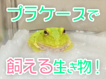 プラケースで飼える魚・生き物8選！プラケース飼育のメリット・デメリット