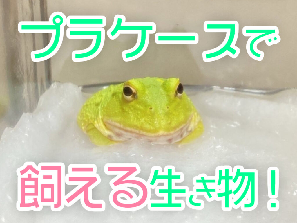 プラケースで飼える魚・生き物8選!プラケース飼育のメリット・デメリットのサムネイル画像