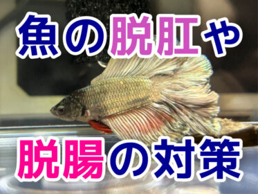 魚の脱肛・脱腸について！熱帯魚・金魚・メダカの脱腸対策・治療方法