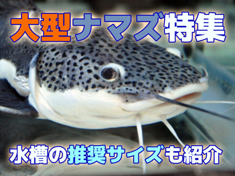 大型ナマズ特集!水槽飼育できる大型ナマズ10選!推奨水槽サイズも紹介サムネイル