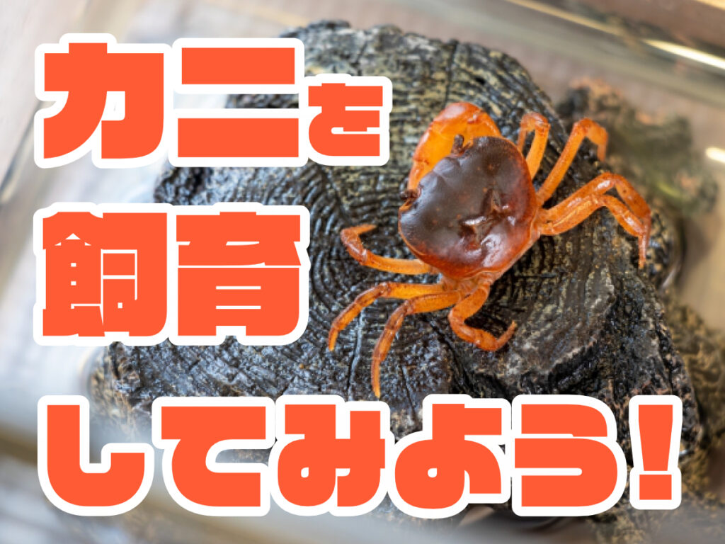 カニを飼育してみよう! 自宅で飼えるカニの種類から飼育方法まで解説しますのサムネイル画像