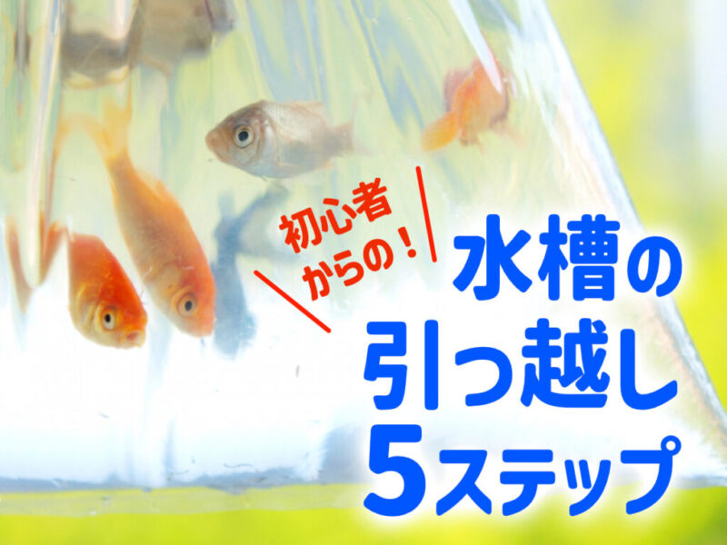 初心者からの！水槽の引越し5ステップ！引越し直後の水槽管理方法も紹介サムネイル