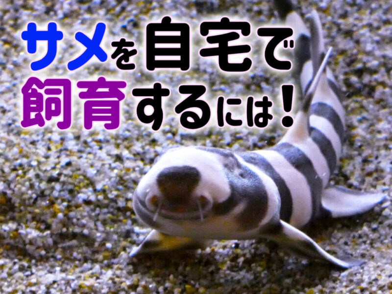 サメを自宅で飼育するには!飼育可能なサメの種類と飼い方のポイントを紹介サムネイル
