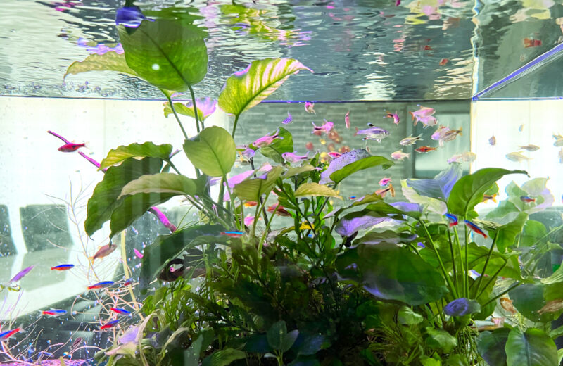 企業様の120cm淡水魚水槽！保養所にリラックスムードを演出 水槽画像５