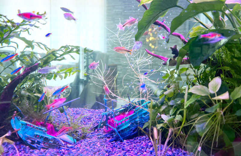 企業様の120cm淡水魚水槽！保養所にリラックスムードを演出 水槽画像３