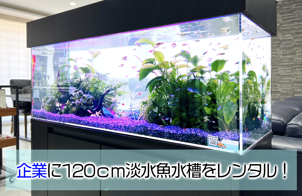 企業様の120cm淡水魚水槽！保養所にリラックスムードを演出 メイン画像