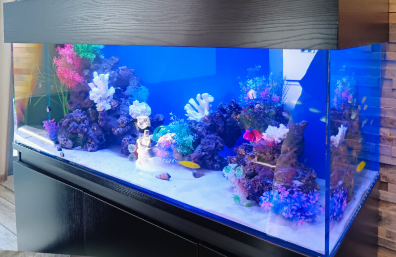 企業様のオフィスに海水魚水槽を設置！天蓋がおしゃれな120cm水槽 水槽画像４